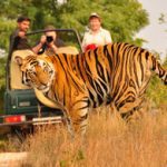 deluxe-wildlife-tour-packages