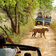 Ranthambore-safari-booking-online