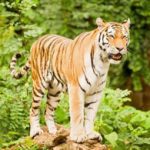 varanasi-wildlife-packages-tiger-images