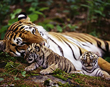 wildlife-tours-packages-with-ravi-tours-india