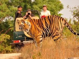 single tiger in park with cameraman tourist on safari