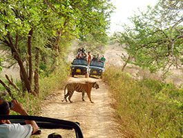 Ranthambore tiger with safari tour