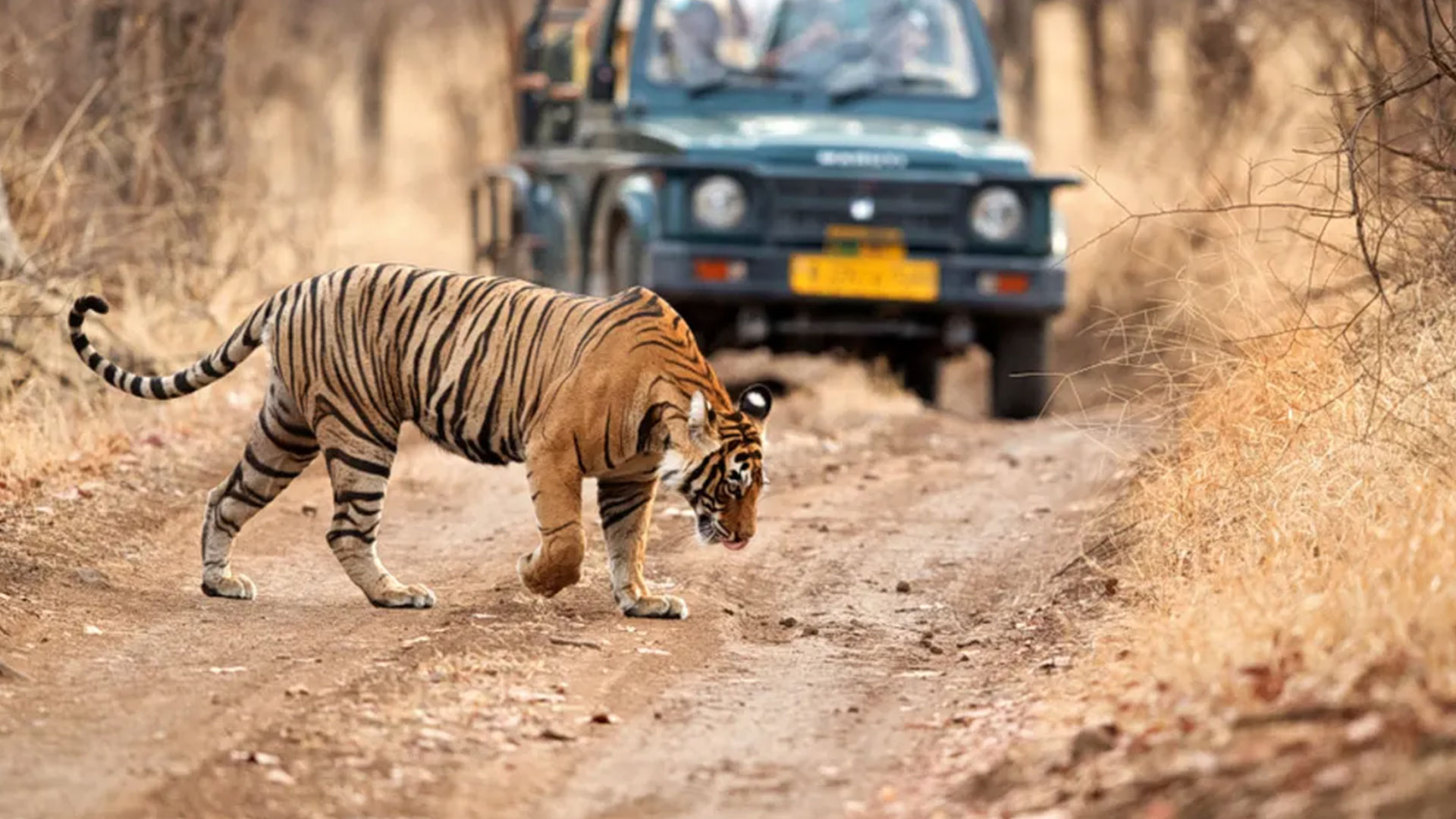 how-to-plan-ranthambore-trip