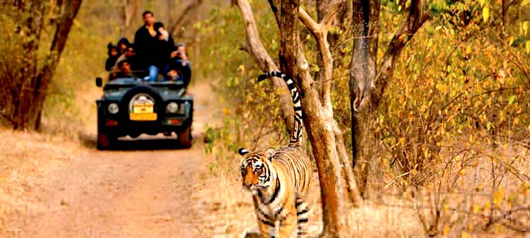 ranthambhore